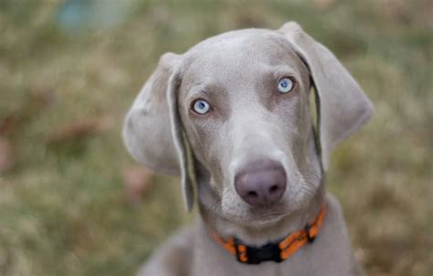 winemar dog|history of weimaraner breed.
